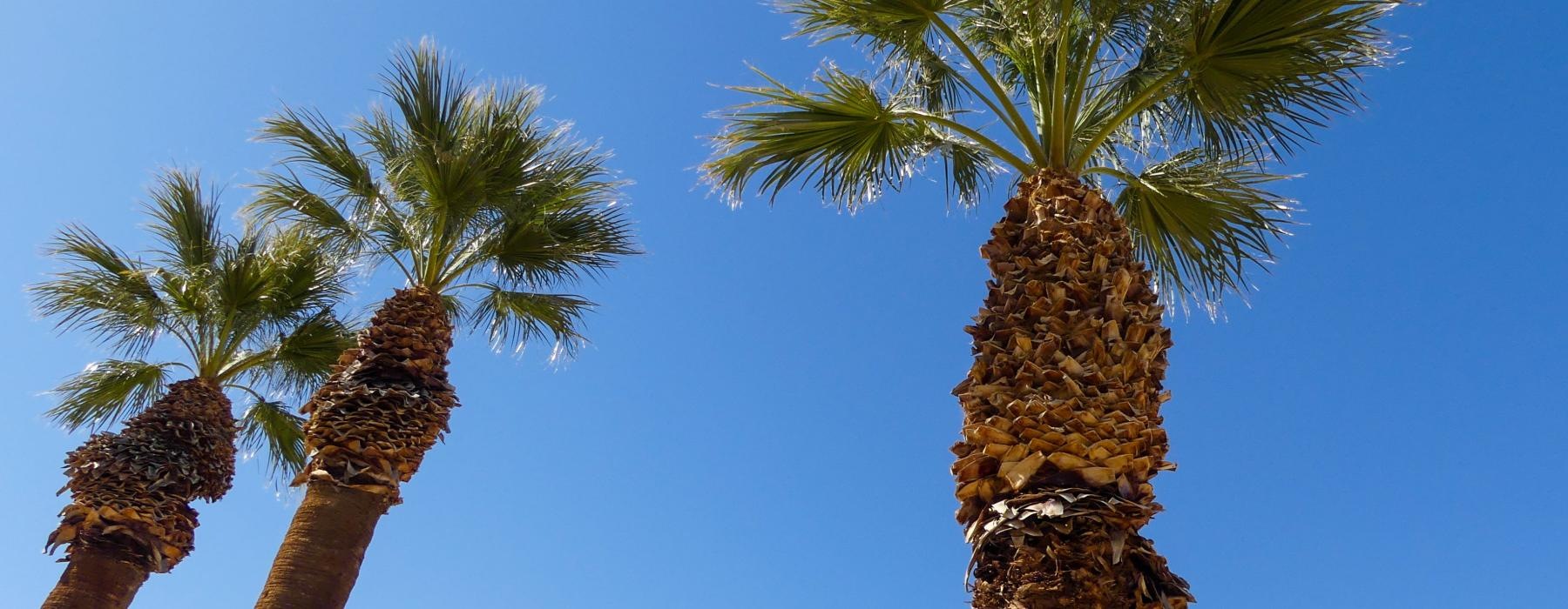 a group of palm trees