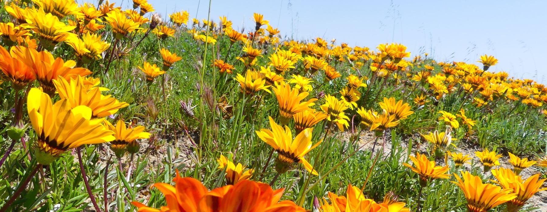 a field of yellow flowers