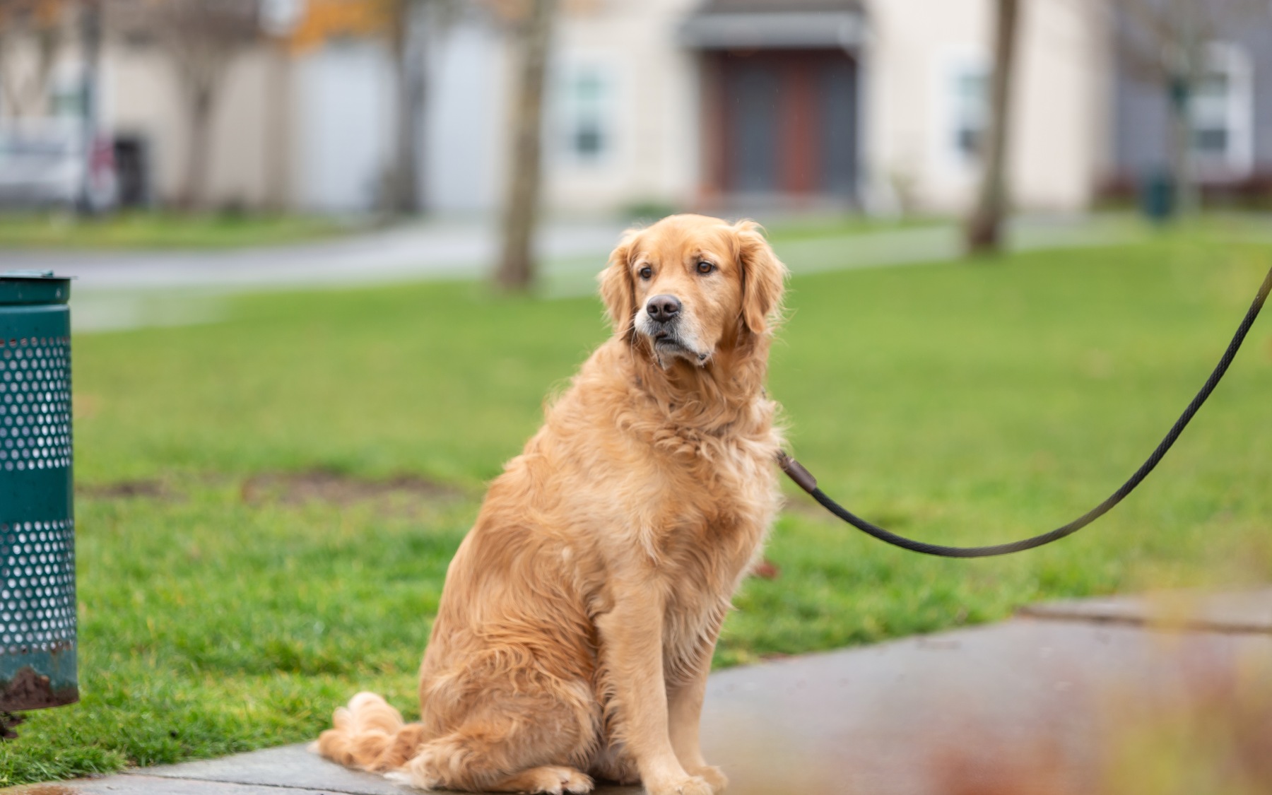 A dog on leash in a park