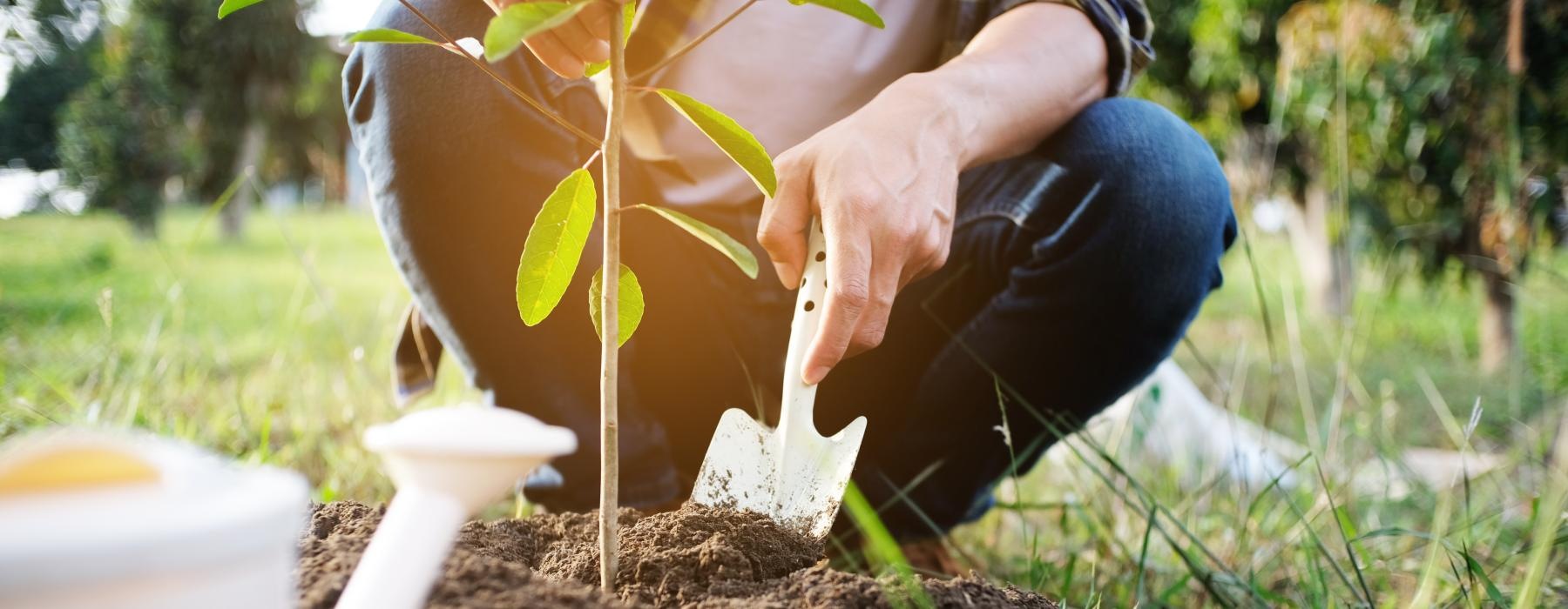 a person planting a tree