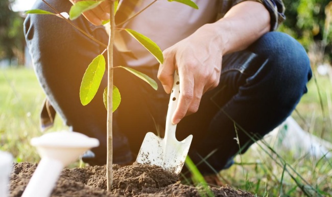 a person planting a tree