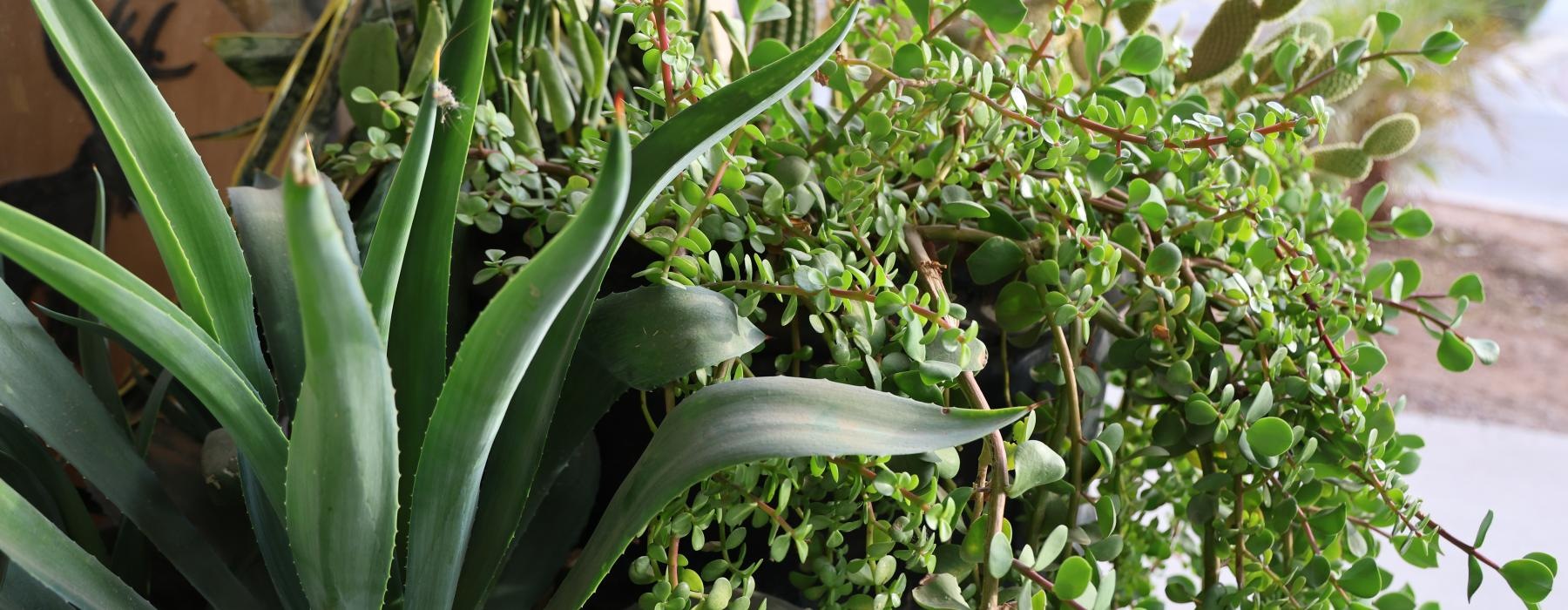 a plant with green leaves