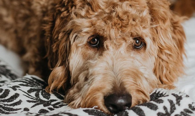 a dog lying on a bed looking