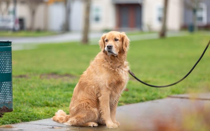 a dog sitting on a sidewalk