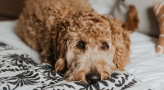 a dog lying on a bed looking