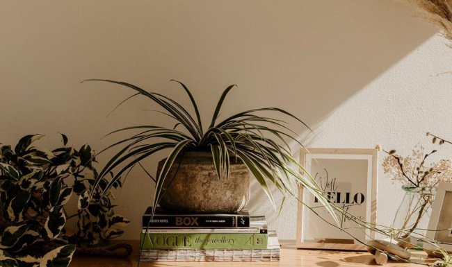 bureau top decorated with potted plants, books and framed pictures