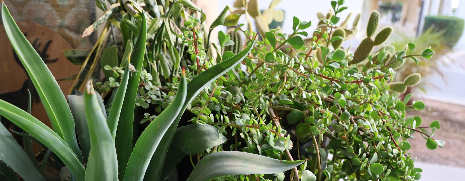 a plant with green leaves