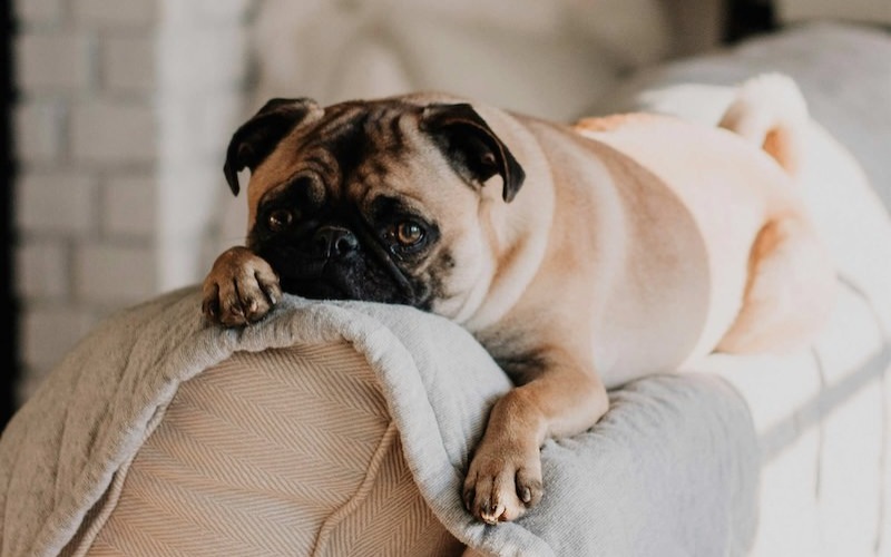 a dog laying on a couch