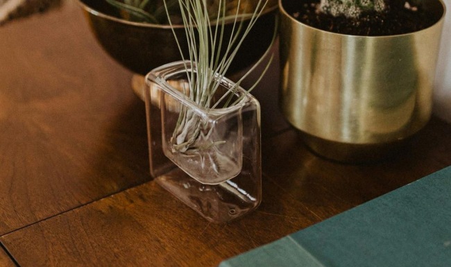 a plant in a pot on a dresser near a book