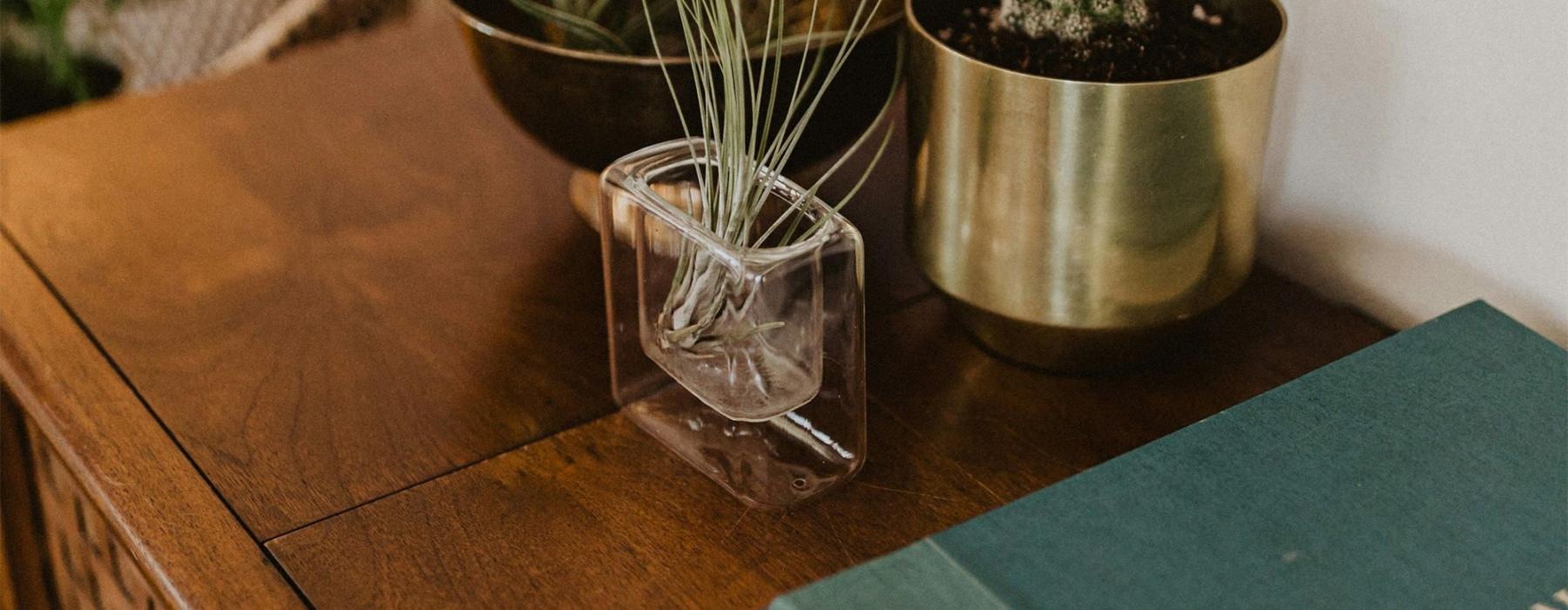 a plant in a pot on a dresser near a book