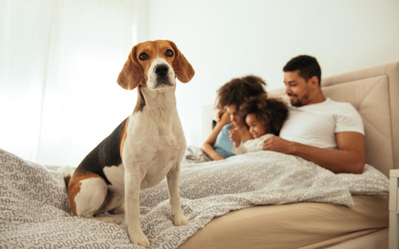 a family lying on a bed with a dog